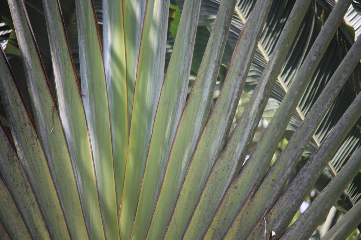 Ravenala madagascariensis Sonn.